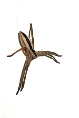 Pseudomicrommata longipes