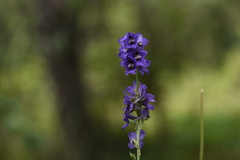 Delphinium oreophilum