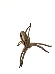 Pseudomicrommata longipes