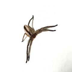 Pseudomicrommata longipes