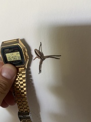 Pseudomicrommata longipes