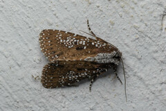 Condica pagetophagus
