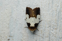Bryolymnia marginata
