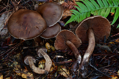 Cortinarius cisqhale
