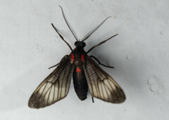 Hypocharis clusia