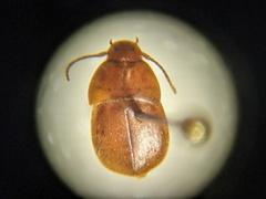Leptinillus validus