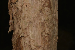 Melaleuca salicina