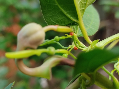Image of Aristolochia indica by no rights reserved