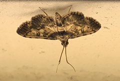 Nacoleia amphicedalis