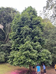 Syzygium malaccense