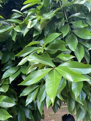 Syzygium malaccense