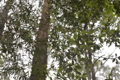 Melaleuca salicina