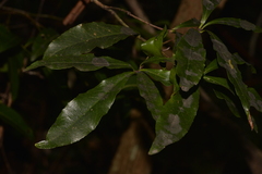 Denhamia celastroides