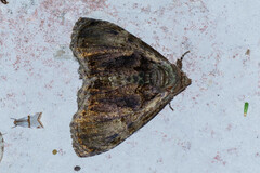 Lepidodes