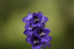 Delphinium oreophilum