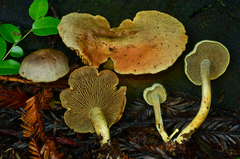 Gymnopilus punctifolius