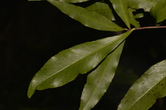 Denhamia celastroides