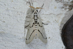 Linosta centralis