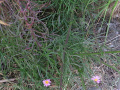 Senecio grandiflorus