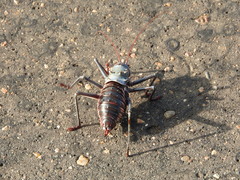 Acanthoplus discoidalis