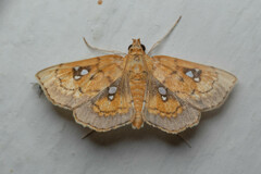 Cacographis