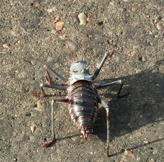 Acanthoplus discoidalis
