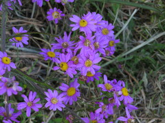 Senecio grandiflorus