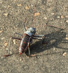Acanthoplus discoidalis