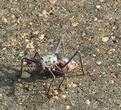 Acanthoplus discoidalis