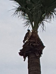 Buteo jamaicensis
