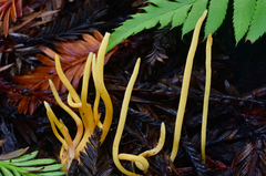 Clavaria flavipes