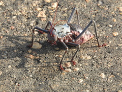 Acanthoplus discoidalis
