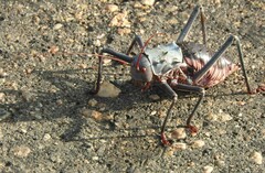 Acanthoplus discoidalis
