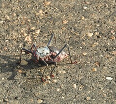 Acanthoplus discoidalis