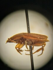 Leptinillus validus