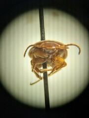Leptinillus validus
