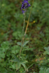 Delphinium oreophilum