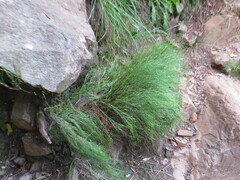 Restio quadratus
