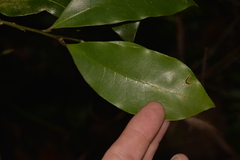 Litsea reticulata