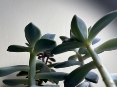 Graptopetalum paraguayense