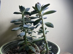 Graptopetalum paraguayense