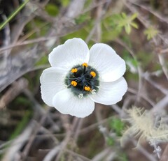 Drosera zeyheri