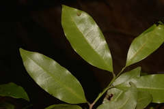 Litsea reticulata