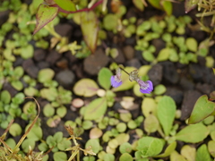 Hygrophila serpyllum