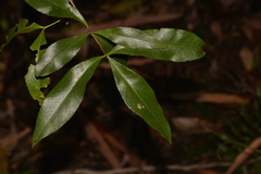 Denhamia celastroides
