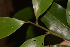 Litsea reticulata