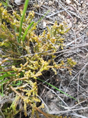Hagnothesium