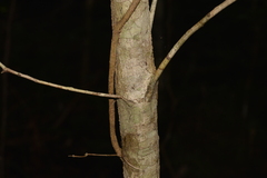 Denhamia celastroides