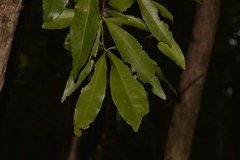 Denhamia celastroides