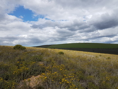 Leucadendron meridianum